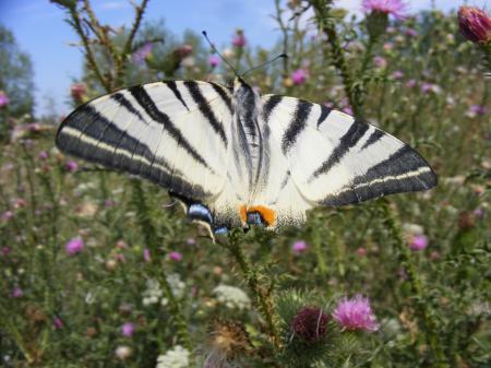 Dovetail Butterfly