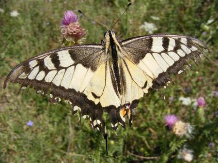 Dovetail Butterfly