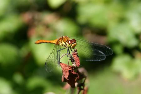 Dragon Fly