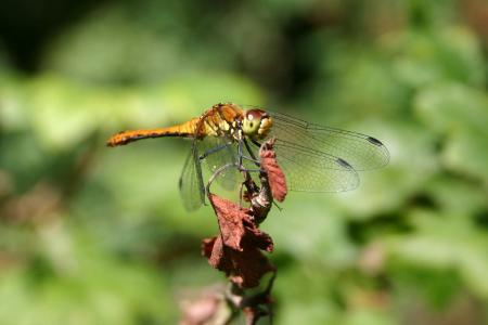 Dragon Fly