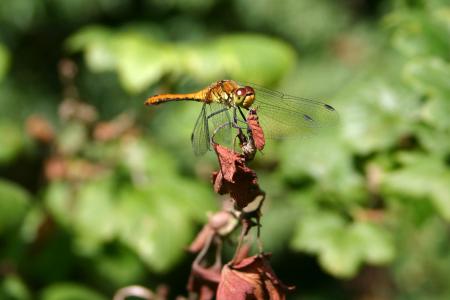 Dragon Fly