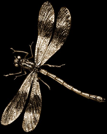 Dragon Fly