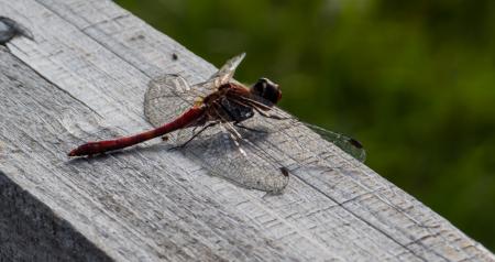 Dragonfly