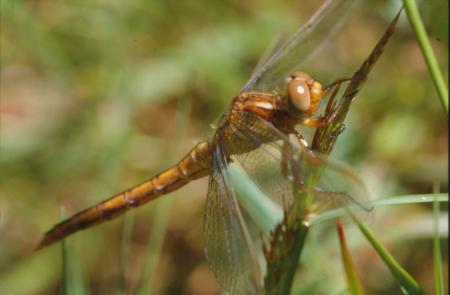 DRAGONFLY