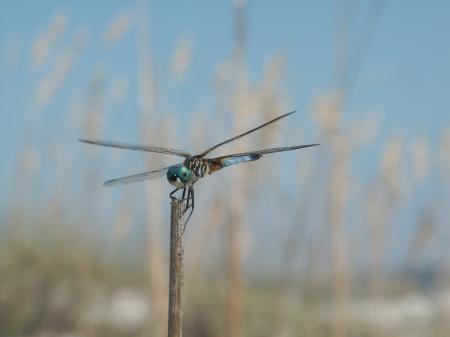 Dragonfly