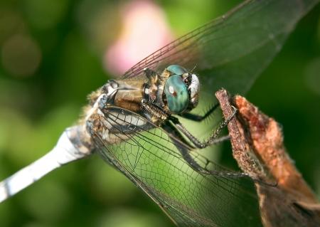 Dragonfly