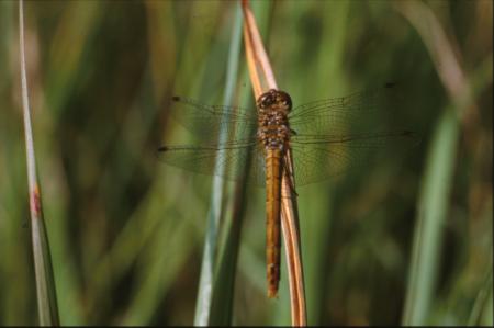 DRAGONFLY