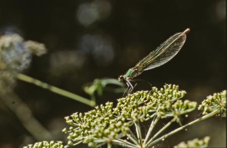 DRAGONFLY