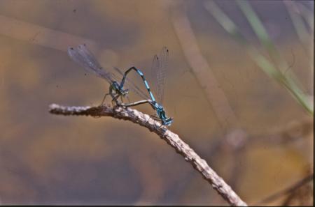 DRAGONFLY