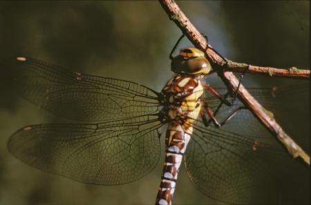 DRAGONFLY