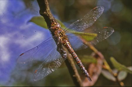 DRAGONFLY