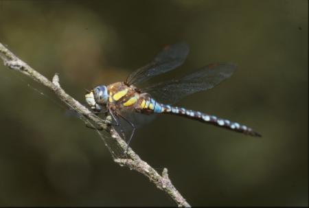 DRAGONFLY