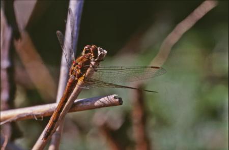 DRAGONFLY