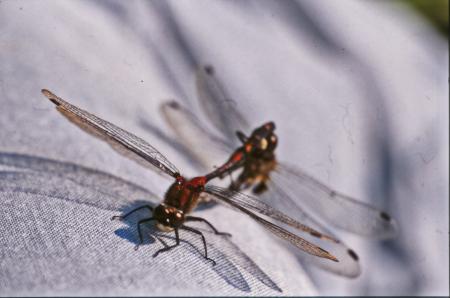DRAGONFLY