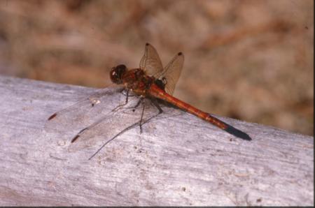 DRAGONFLY