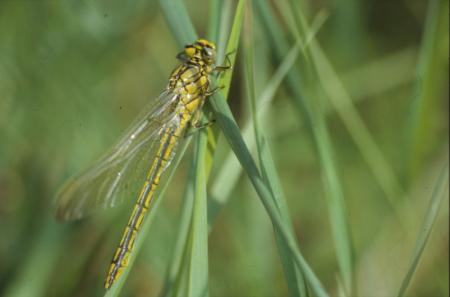 DRAGONFLY