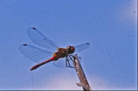 DRAGONFLY