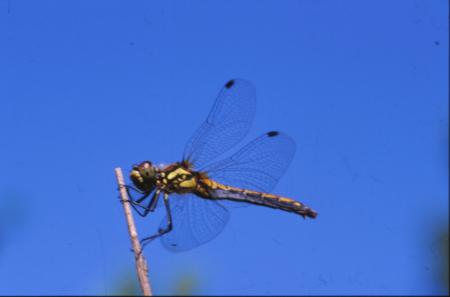 DRAGONFLY