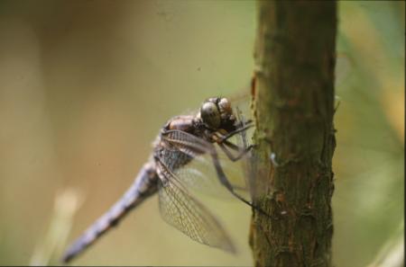 DRAGONFLY