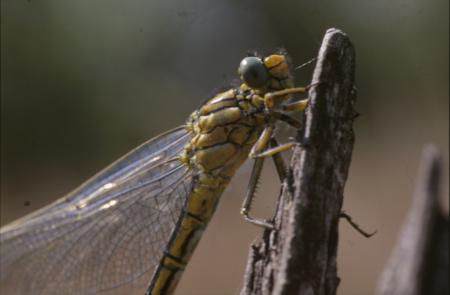 DRAGONFLY