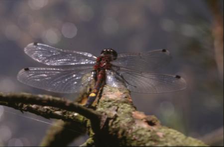 DRAGONFLY