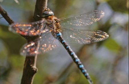 DRAGONFLY