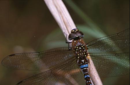 DRAGONFLY