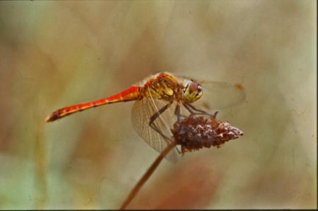DRAGONFLY