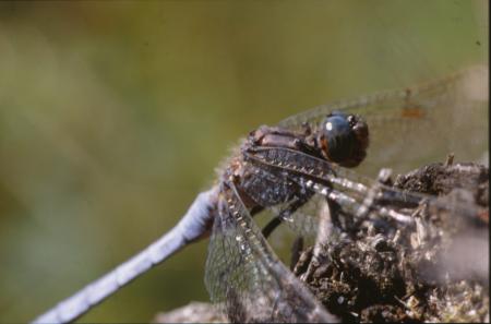 DRAGONFLY