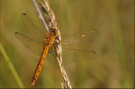 DRAGONFLY