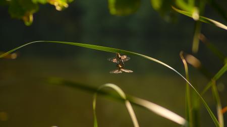 Dragonfly Closeup