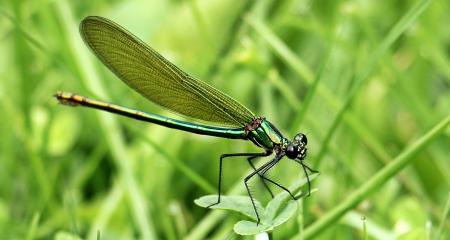 Dragonfly Closeup