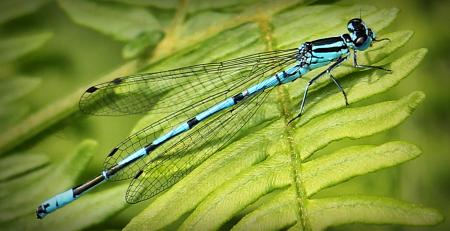 Dragonfly Closeup