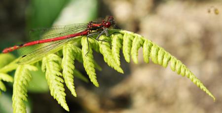 Dragonfly Closeup