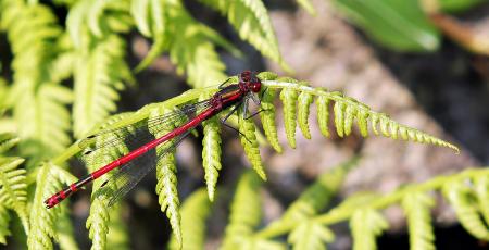 Dragonfly Closeup