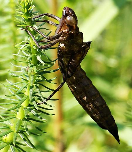 Dragonfly Macro