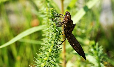 Dragonfly Macro