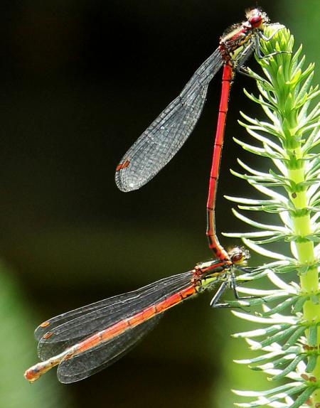 Dragonfly Macro