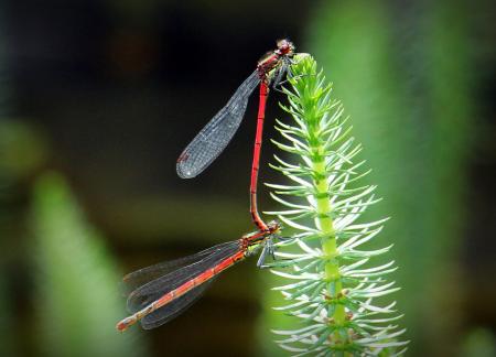 Dragonfly Macro