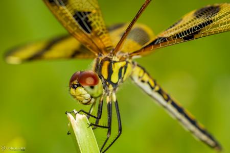 Macro Dragonflies