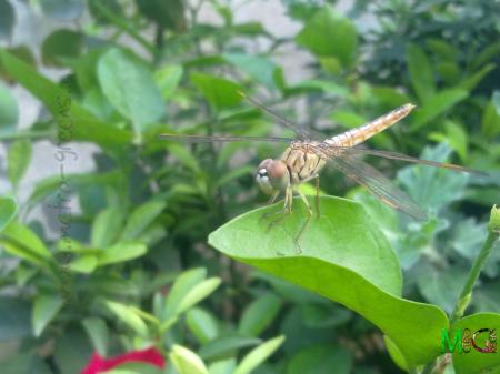 Dragonfly on Plant