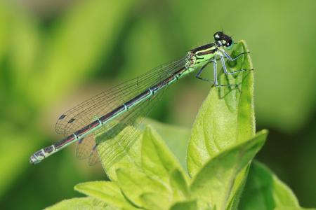 Dragonfly on Plant