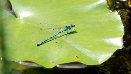 Dragonfly on the Leaf