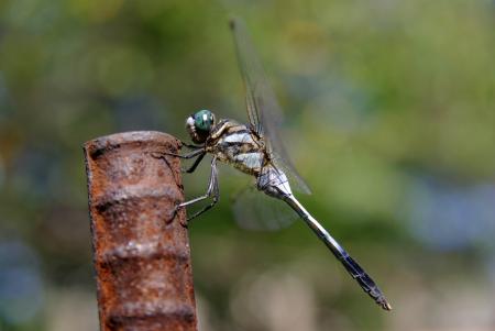 Dragonfly on the Metal