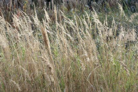 Dried autumn reed