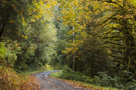 Driftcreek Wilderness, Oregon