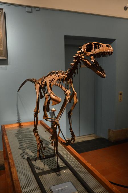 Dromaeosaurus albertensis