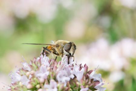 Drone Fly on the Flowers