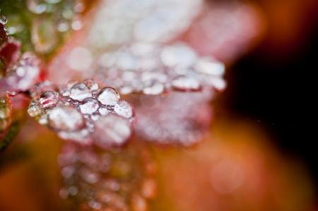 Droplets on Autumn Foliage