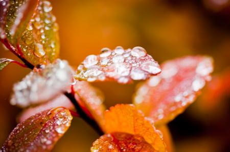 Droplets on Foliage in Autumn